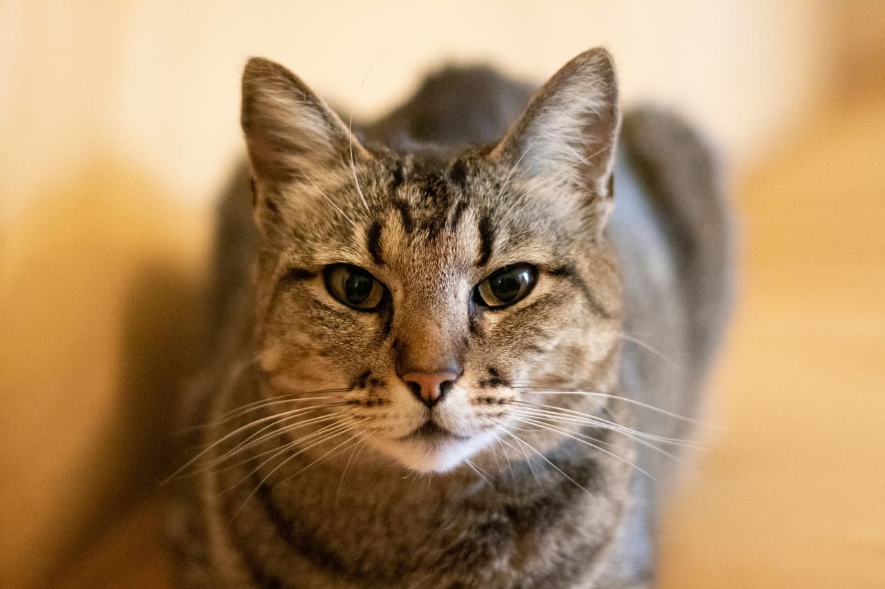 A tabby cat looking at the camera with its ears forward