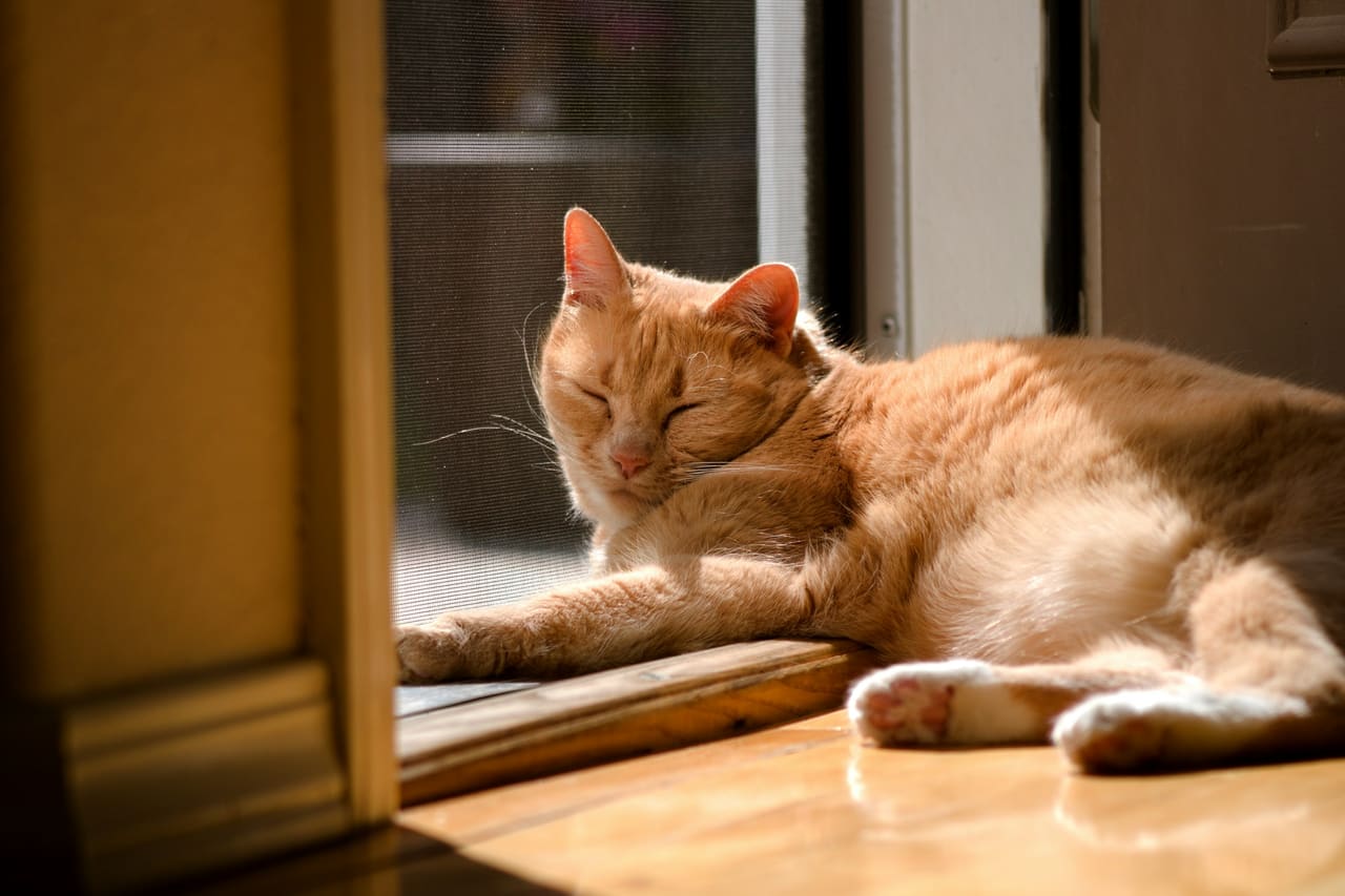 An orange cat dozing in a sunny window frame