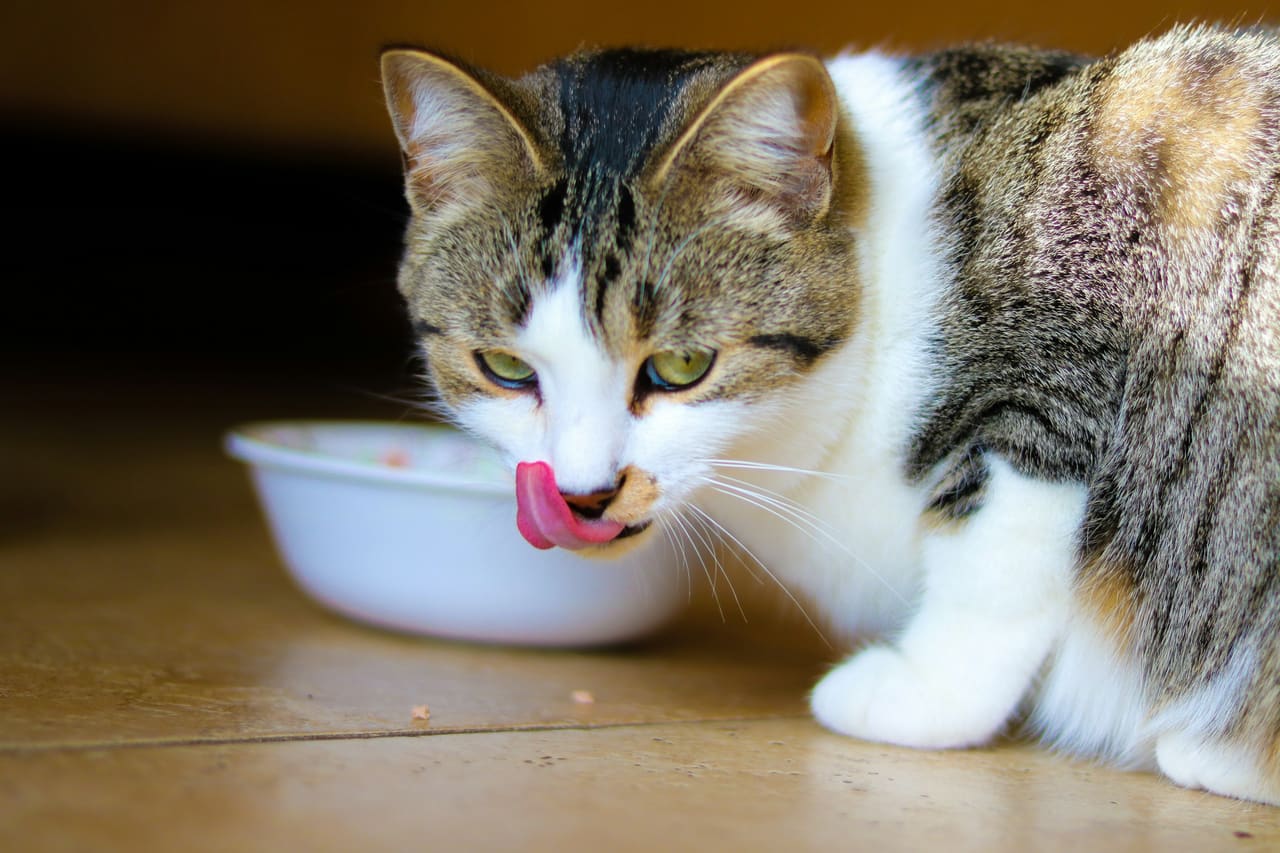 A tabby and white cat licking its lips beside a white food bowl